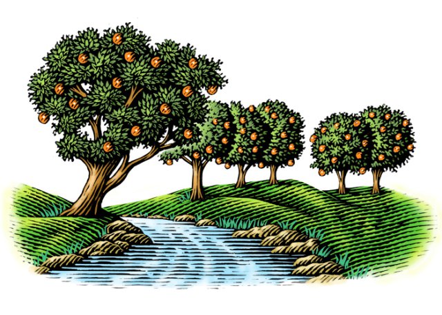Orange Grove Art